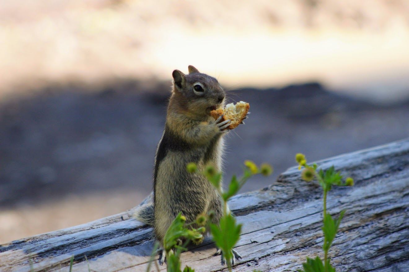 Chipmunk Photo